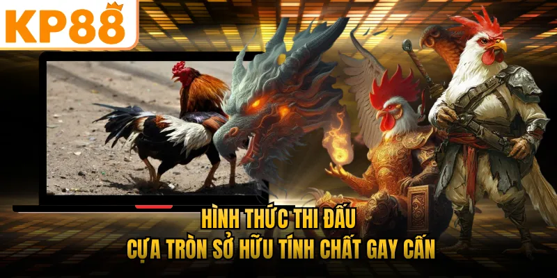 Hình thức thi đấu cựa tròn sở hữu tính chất gay cấn